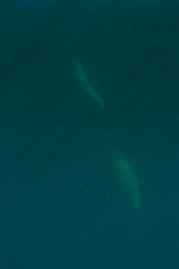 Leões-marinhos nadam sob o nosso barco durante passeio em Telegraph Cove, na Vancouver Island, na Columbia Britânica, costa oeste do Canadá